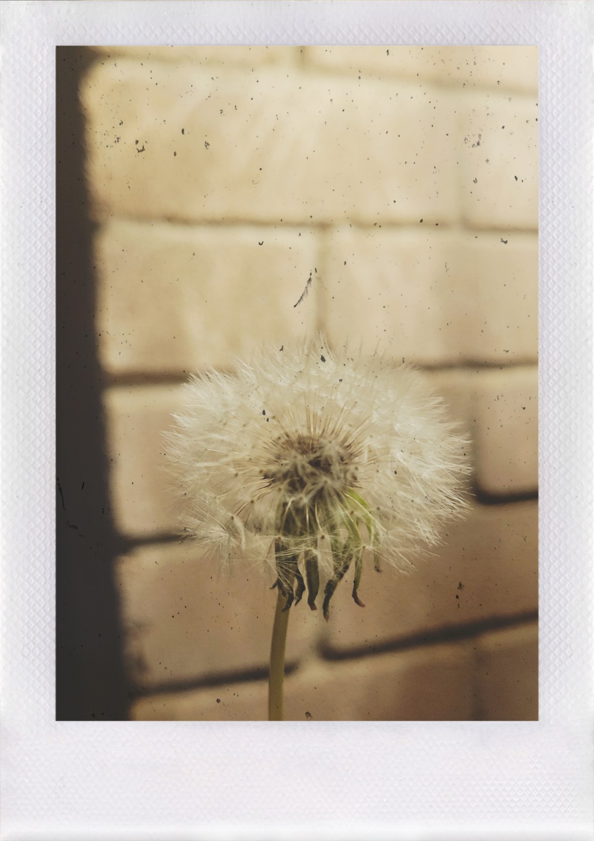 In a field of&nbsp;dandelions.