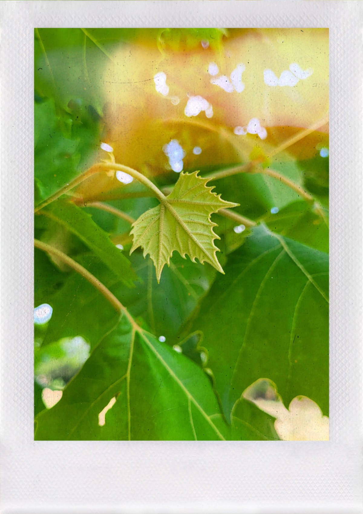 Turning a new&nbsp;leaf.