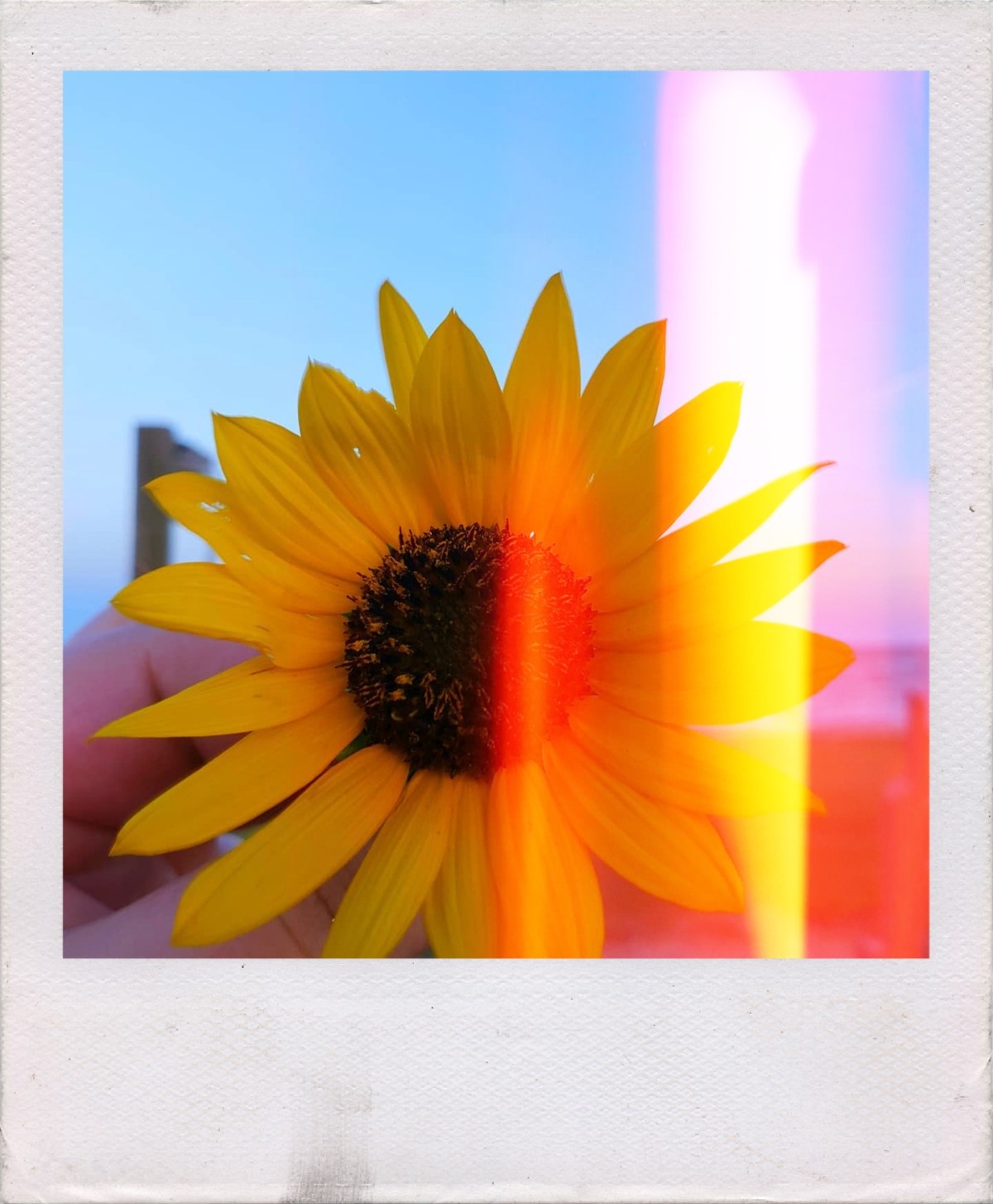 In a field of&nbsp;sunflowers.