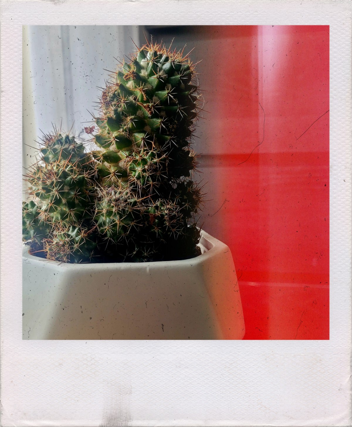 Cactus.